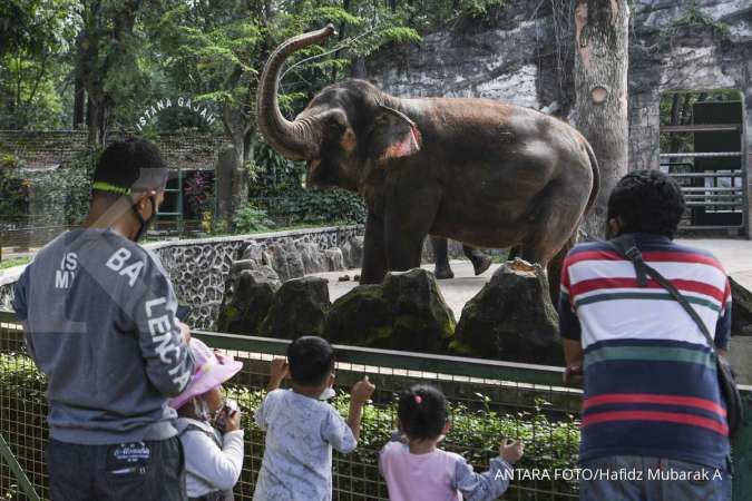 Taman Margasatwa Ragunan Kembali Buka, Pengunjung Harus Daftar Secara Online