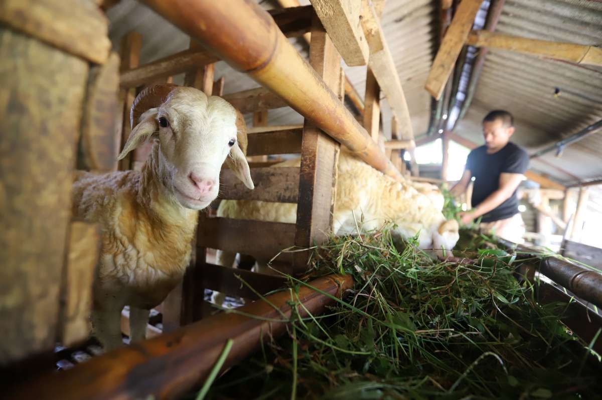Penggemukan Kambing untuk Hewan Kurban