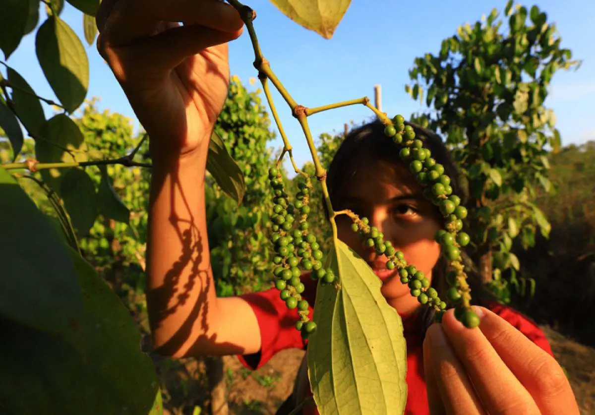 Jaga stabilitas harga, lada bakal dijual di bursa berjangka