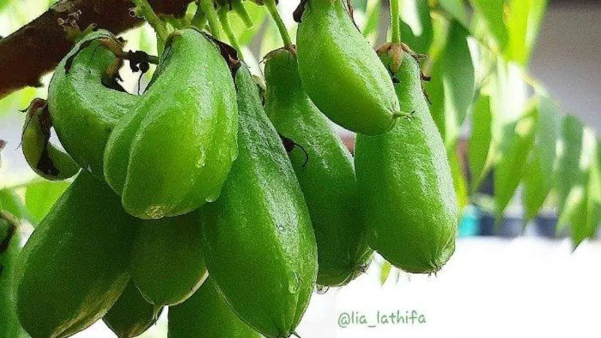 Rasanya Super Asam, Ini Manfaat Belimbing Wuluh untuk Kesehatan