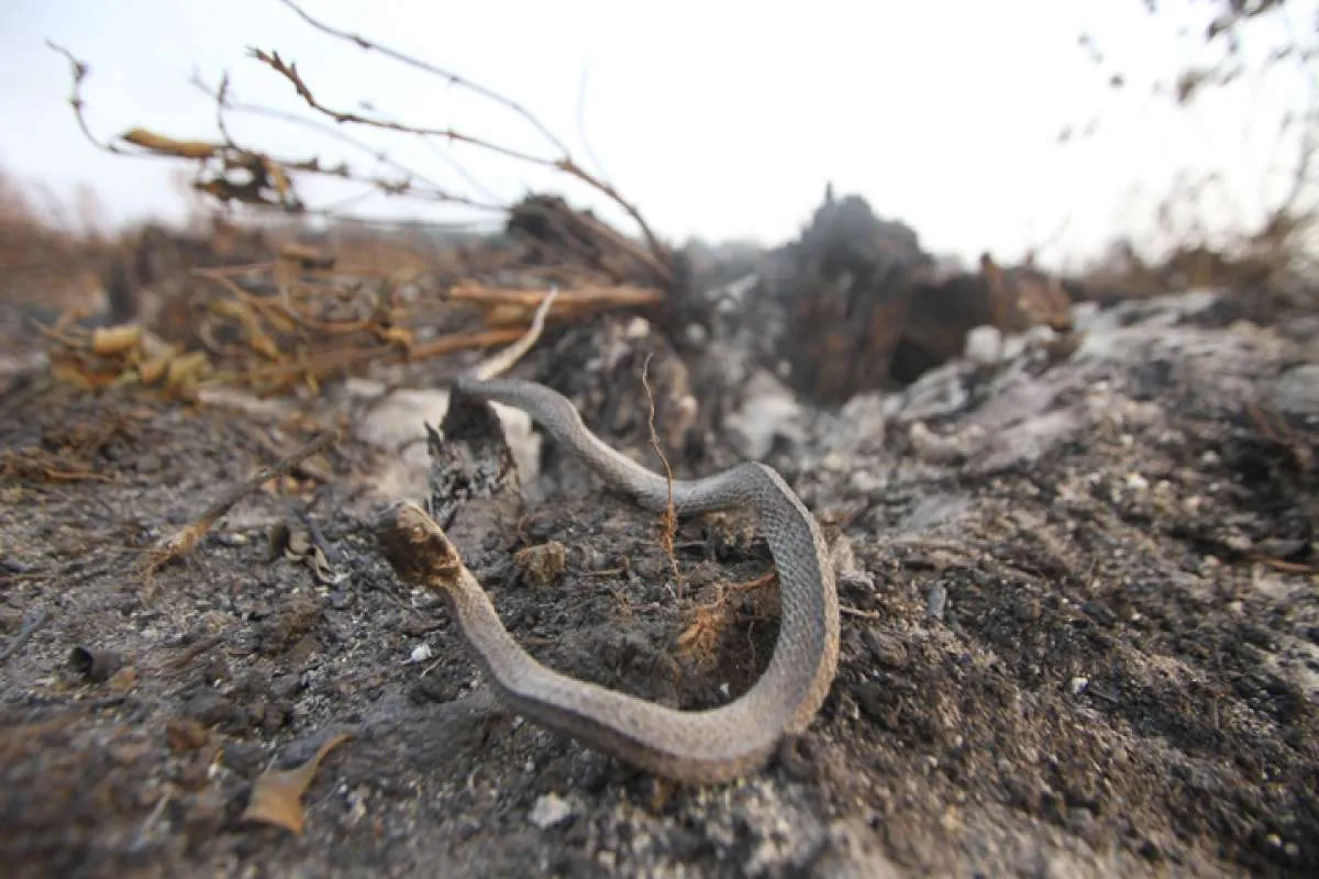 Sepanjang 2019, 90 perusahaan disegel terkait karhutla