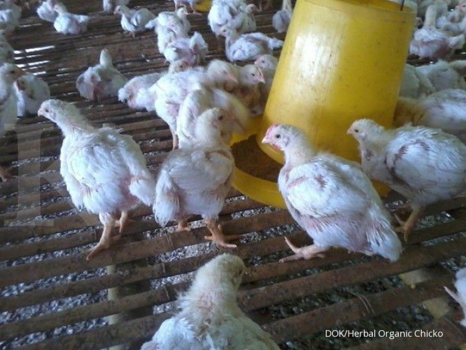 Gara-gara ayam, Indonesia dilaporkan ke WTO