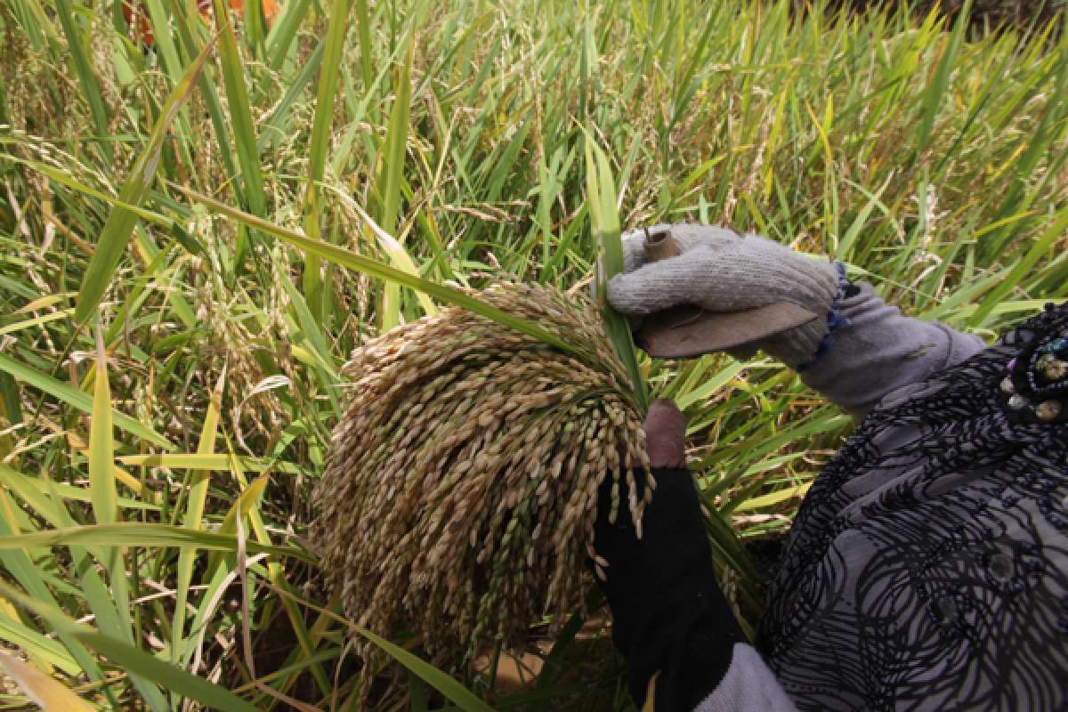 Kementan Genjot Peningkatan Produksi Pangan Lokal