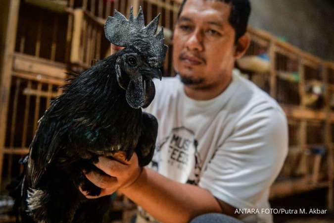 Mengekas Protein dari Ternak Ayam Sendiri