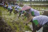 Perencanaan Program Food Estate Menuai Polemik