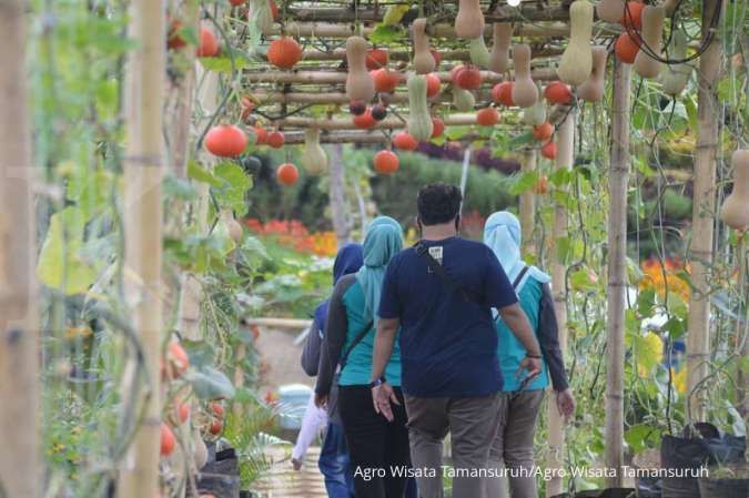 Agro Wisata Tamansuruh, destinasi wisata pertanian yang lagi hits di Banyuwangi
