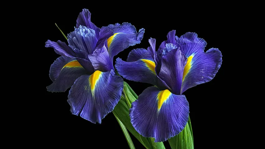 Bunga iris