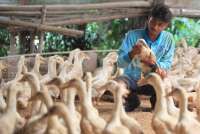 Jenis Pakan Bebek Petelur agar Rajin Bertelur, Jangan Hanya Mengandalkan Dedak