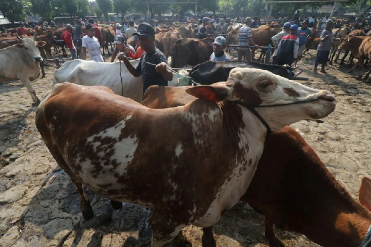 Jelang Idul Adha, Perum Bulog Jamin Ketersediaan Pasokan Daging 