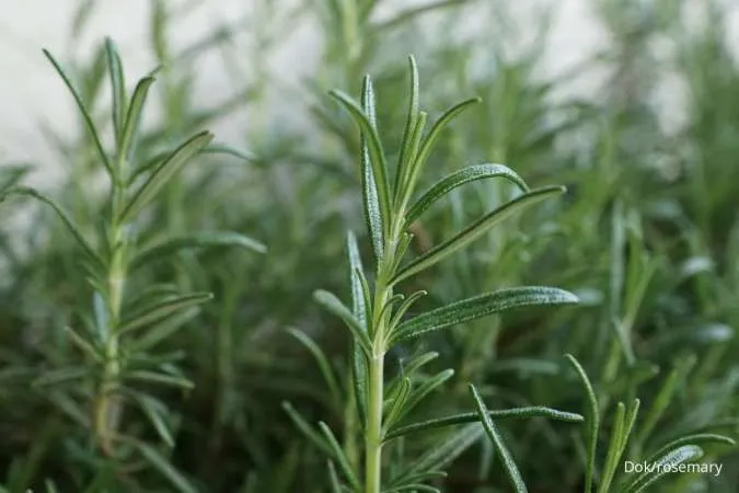Cara Menanam Rosemary di Pot, Tanaman Herbal yang Bisa Mengurangi Depresi