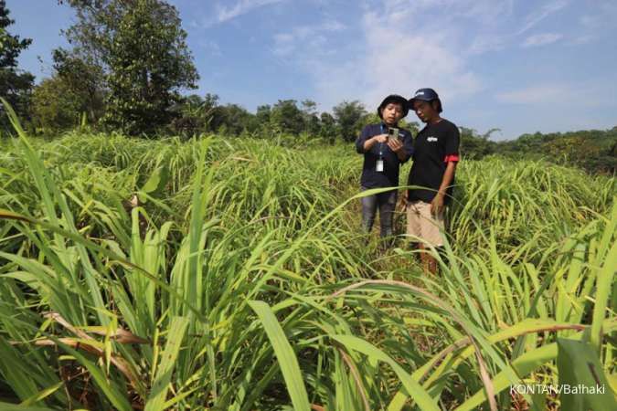 Menyemai Cuan Serai Wangi dari Aplikasi Digital Pertanian Agree