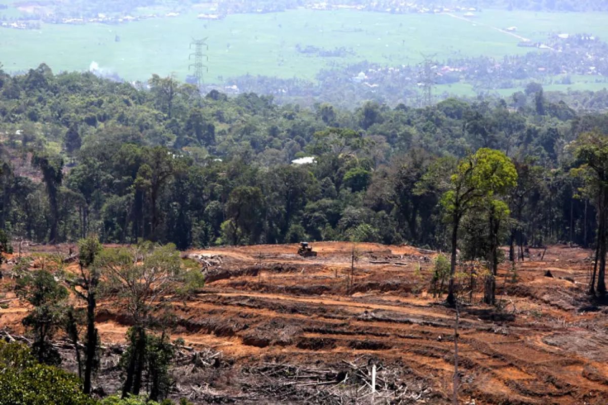 Cegah Krisis Iklim, MUI Keluarkan Fatwa Deforestasi dan Membakar Hutan