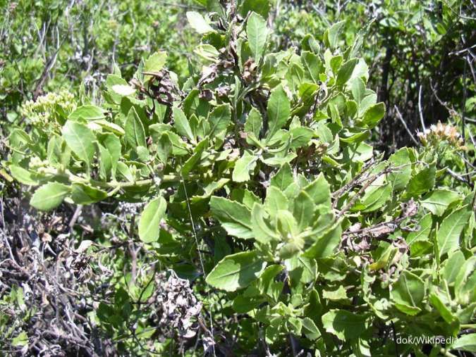 4 Manfaat daun beluntas sebagai obat herbal untuk bau badan sampai menurunkan demam
