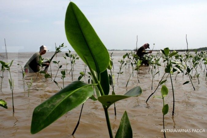 Menanam mangrove dinilai sebagai investasi jangka panjang bagi lingkungan