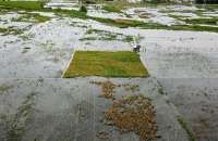 Izin Alih Fungsi Sawah Ditarik Pusat