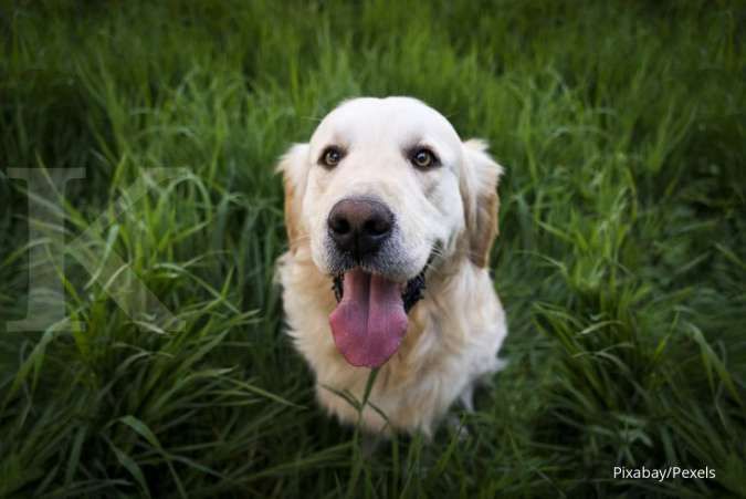 Anjing Peliharaan Anda Hiperaktif? Ketahui Penyebab dan Cara Mengatasinya
