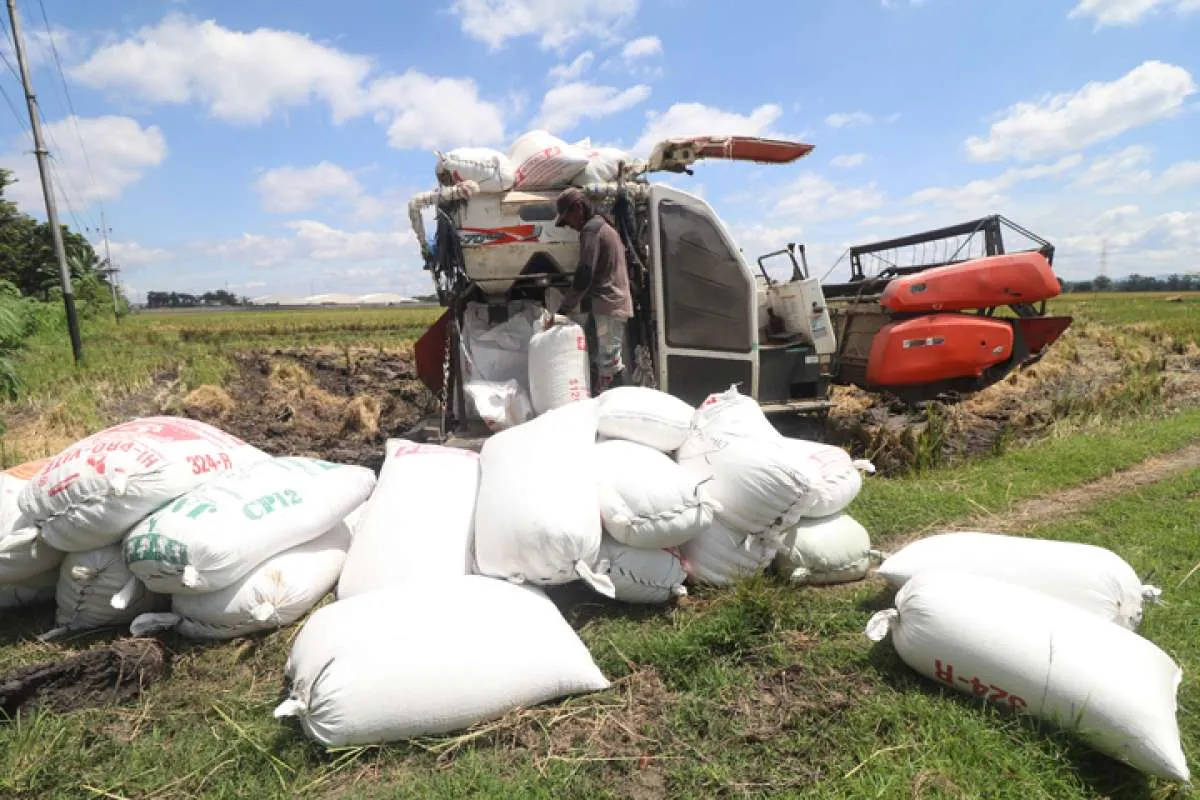 Ada Ancaman El Nino, Stok Beras Petani Aman