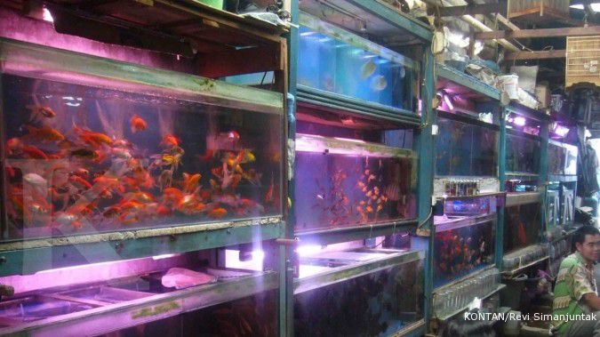 Data buruk, Indonesia peringkat 5 ekspor ikan hias
