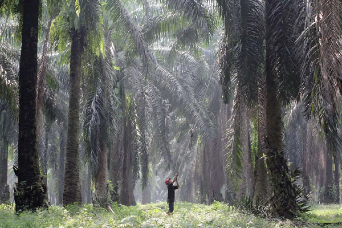 Analis Ini Sebut, Penerapan B40 Indonesia Akan Jadi Bencana Bagi Konsumen Dunia