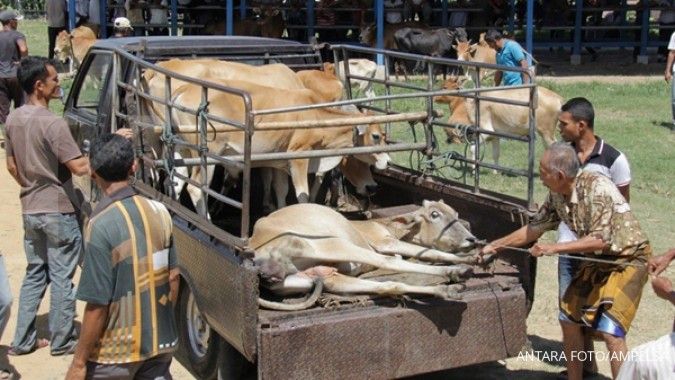 City to invest in cattle breeding in NTT   