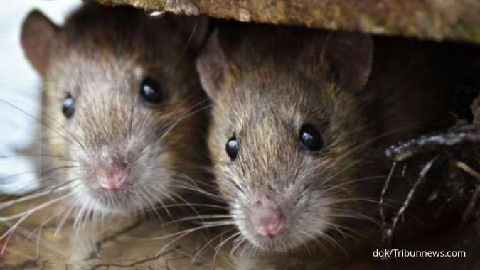 6 Cara mengusir tikus secara alami tanpa racun dan jebakan