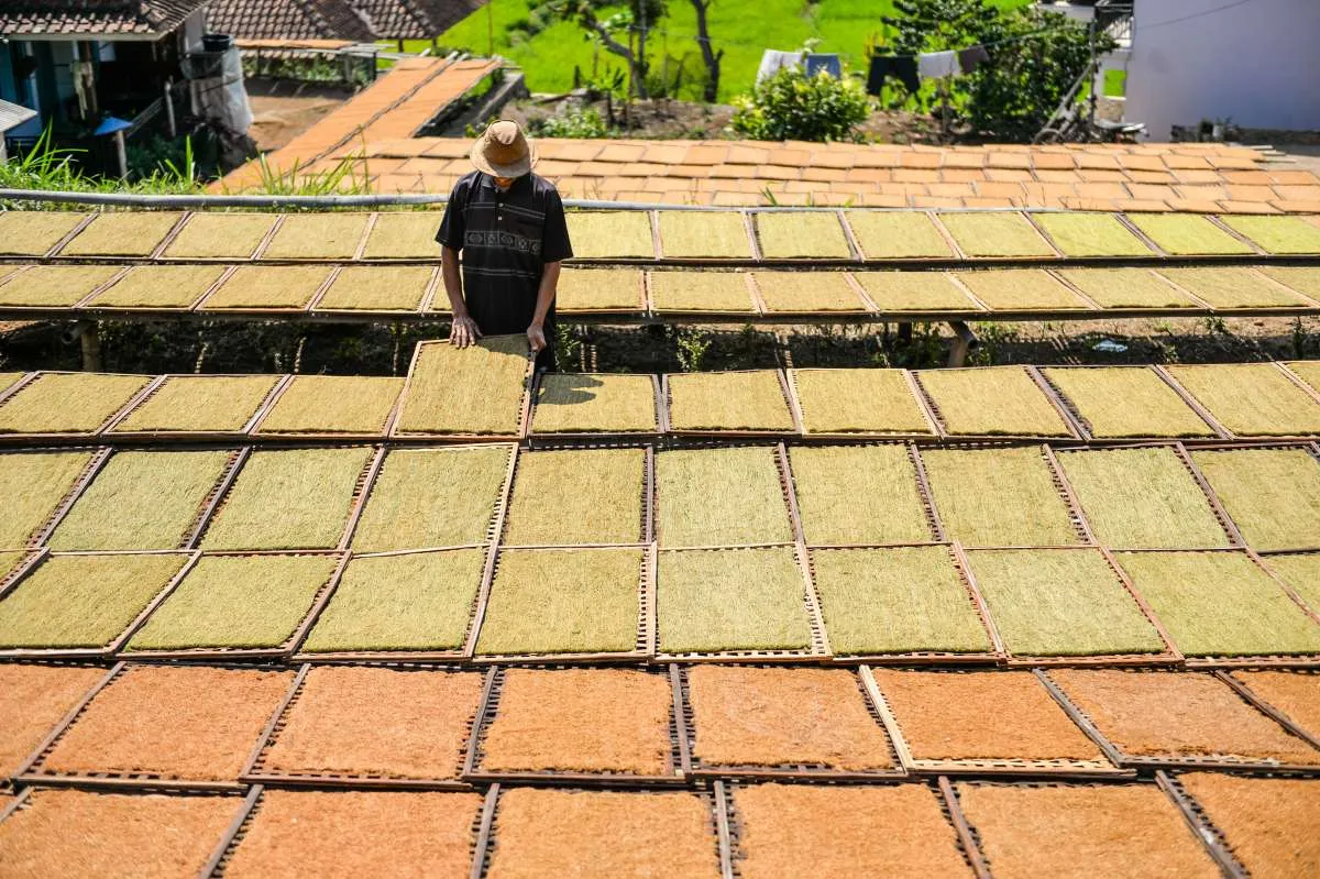 Pembatasan Tar-Nikotin Berisiko Tekan Produksi Rokok Legal hingga Petani