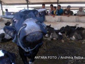 Pemerintah siap beli 3.811 sapi korban Merapi