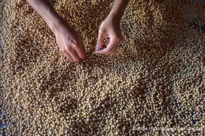 Indonesia Sulit Mencapai Swasembada Kedelai, Serikat Petani: Tak Ada Kepastian Pasar