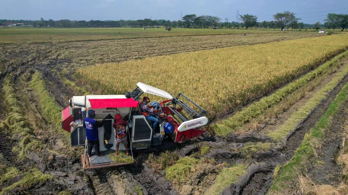 BPS: Potensi Panen Padi Mei–Juli 2025 Capai 2,64 Juta Hektare