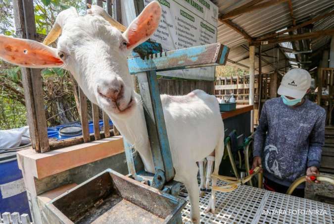 Tips Memilih Bibit Kambing yang Bagus Sebelum Mulai Beternak, Pemula Wajib Tahu