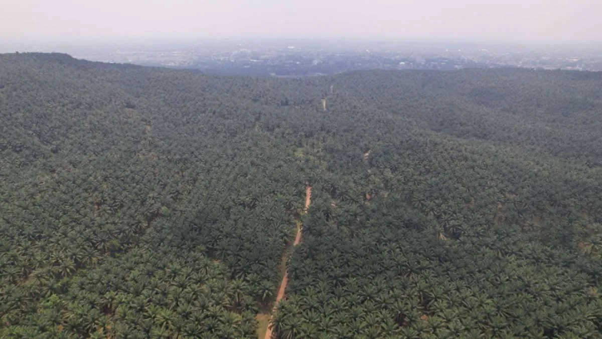Ombudsman Minta KLHK Tunda Batas Persyaratan Izin Pengusaha Sawit di Kawasan Hutan