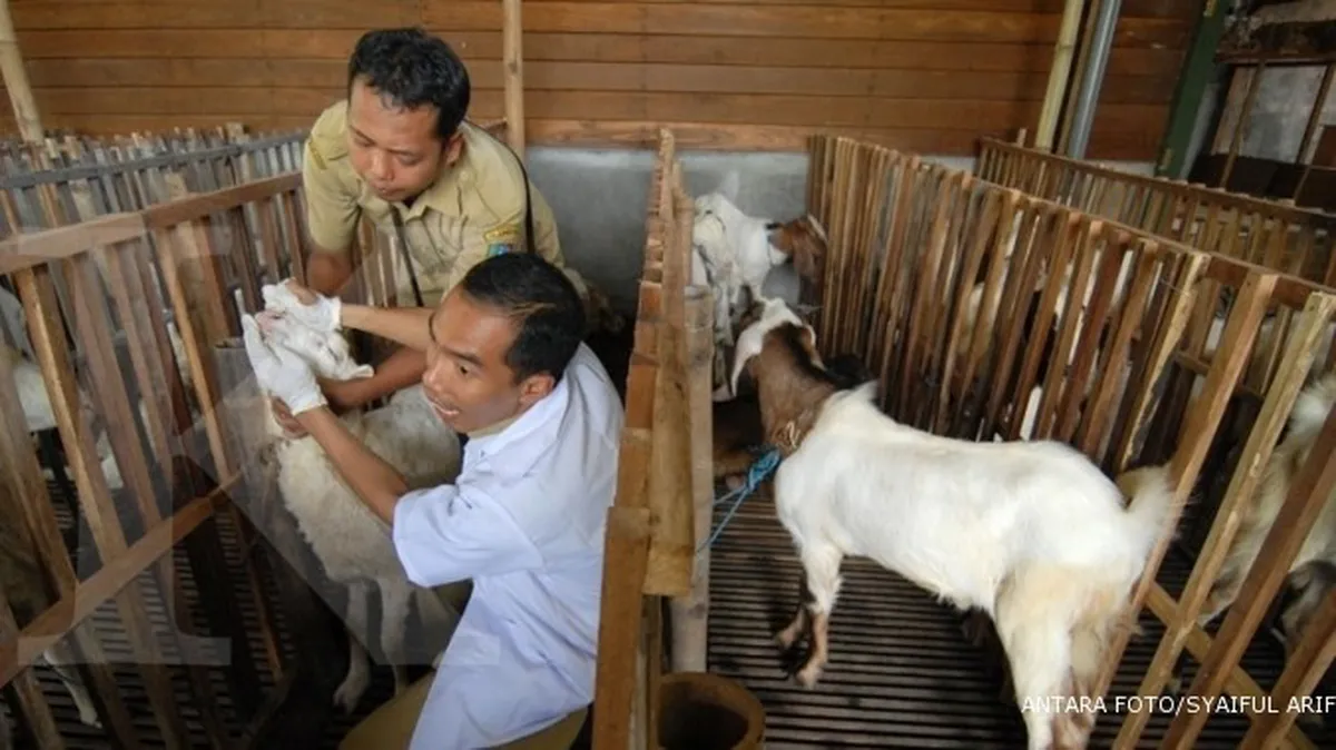 Sambut Idul Adha, seratus seniman melukis kambing