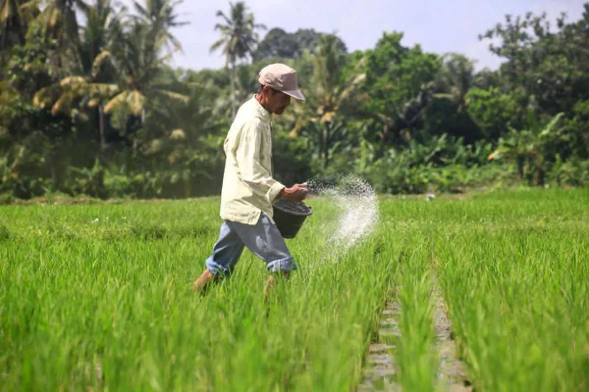 Nilai tukar petani dan nelayan akan jadi indikator RAPBN, apa kata ekonom?