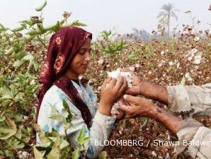 Harga kapas terus mencetak rekor tertinggi dalam 3 hari