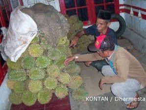 Sentra durian Pandeglang: Kampung Waas pusat durian terkondang di Pandeglang (1)