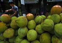 Moratorium Kelapa Bulat Batal, Kemendag Pilih Terapkan Pungutan Ekspor 