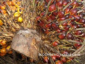 Suplai Kelapa Sawit Brazil Menggemuk, Harga Anjlok