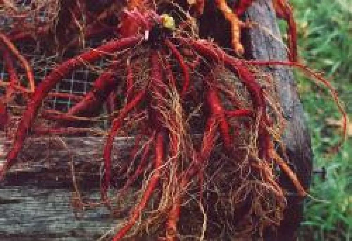 Ginseng Merah Telah Terbukti Efektif Mengobati Impotensi 