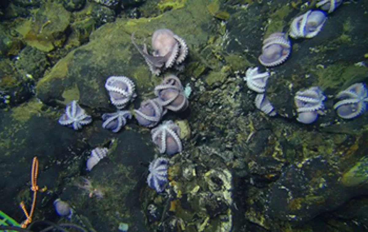 Penambangan dasar laut berpotensi merusak habitat mikroba 