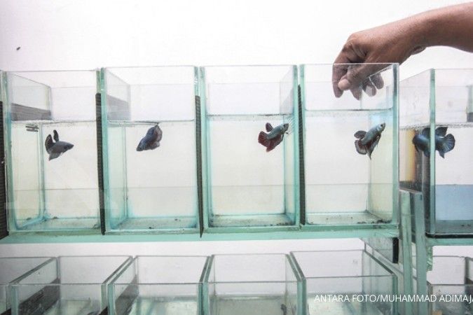 Ini 4 Jenis Makanan yang Baik Dikonsumsi Ikan Cupang