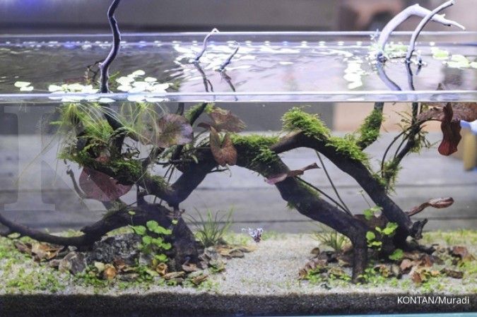 5 Panduan Cara Merawat Aquascape Agar Tetap Hidup dan Indah