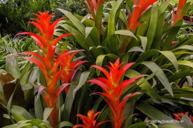 Bromeliad