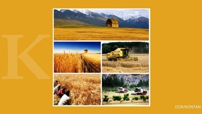 4 Negara penghasil gandum terbesar dunia