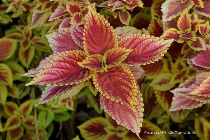 Coleus