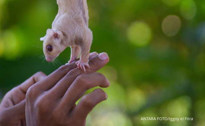 Anda Memelihara Sugar Glider? Hati-Hati dengan Risiko Penyakit yang Ditularkannya