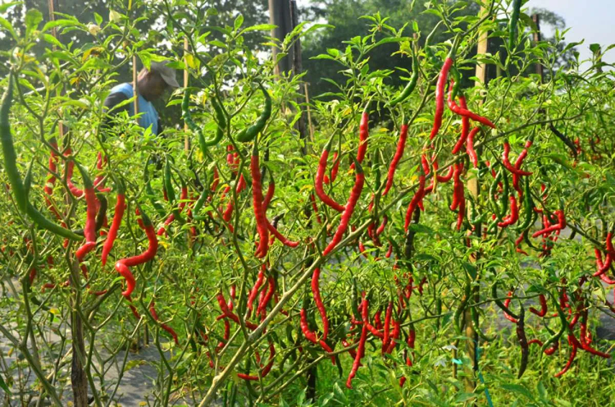 Harga Pangan di Jawa Tengah, 11 Desember 2024: Harga Cabai, Telur, dan Ikan Naik