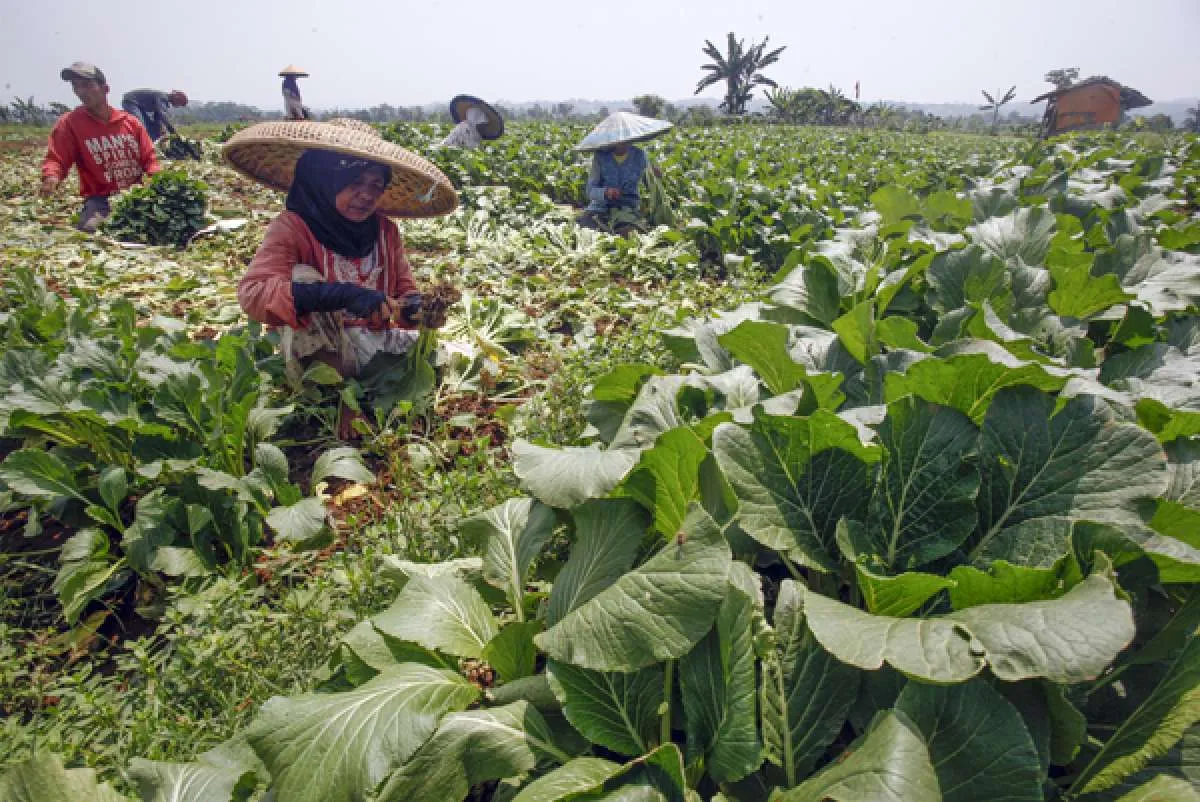 BPS sebut 7,95% masyarakat Indonesia rawan pangan