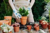 Cara Membuat Pohon Jeruk Bisa Ditanam dalam Pot, jadi Tanaman Hias di Teras