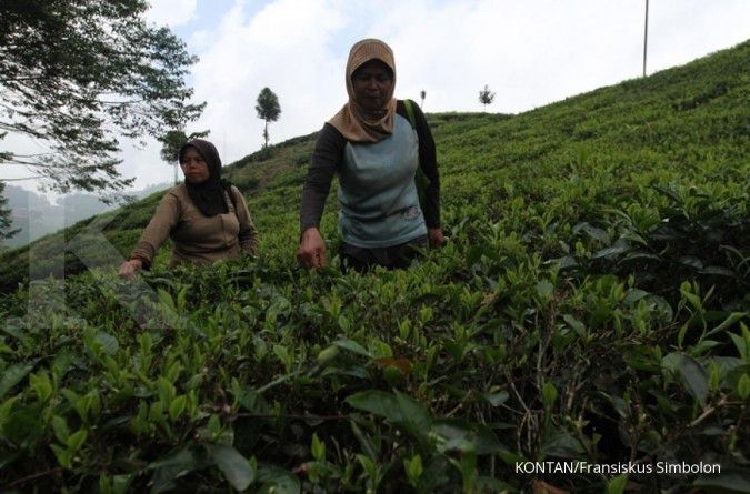 Konsumsi global meningkat, ekspor teh Indonesia akhirnya tumbuh