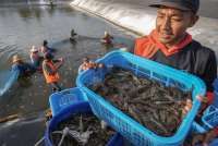 Ekspor Meningkat, Surplus Neraca Perdagangan Perikanan 2024 Naik 9,1%